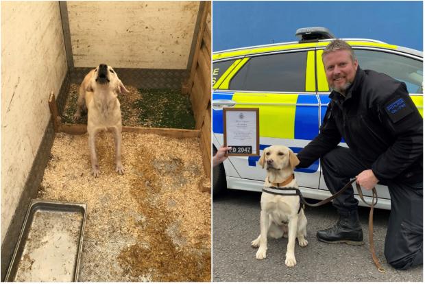 Rhyl Journal: This Labrador was found at an unlicensed puppy farm, but has now recovered and has gone on to join Gloucestershire Constabulary. Picture: RSPCA Cymru.