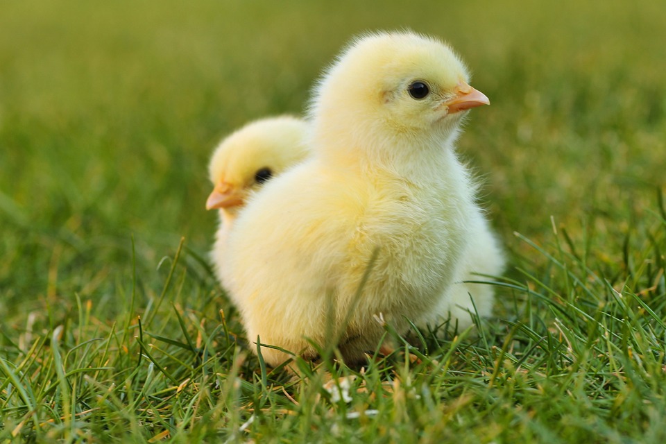 Easter 2023: Family activities in Conwy and Denbighshire - Vimarsana News