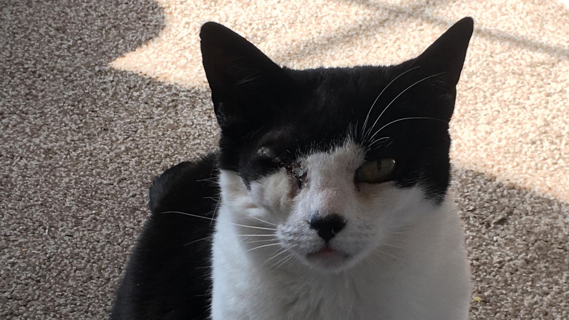Abergele woman's cat had its eye removed after being 'shot' - Vimarsana News