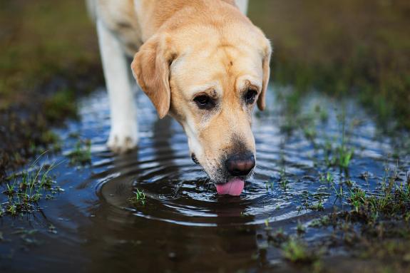 Rhyl Journal: Vets have warned dog owners to keep their pets away from puddles and stagnant water due to the health risks Rhyl Journal: Vets have warned dog owners to keep their pets away from puddles and stagnant water due to the health risks