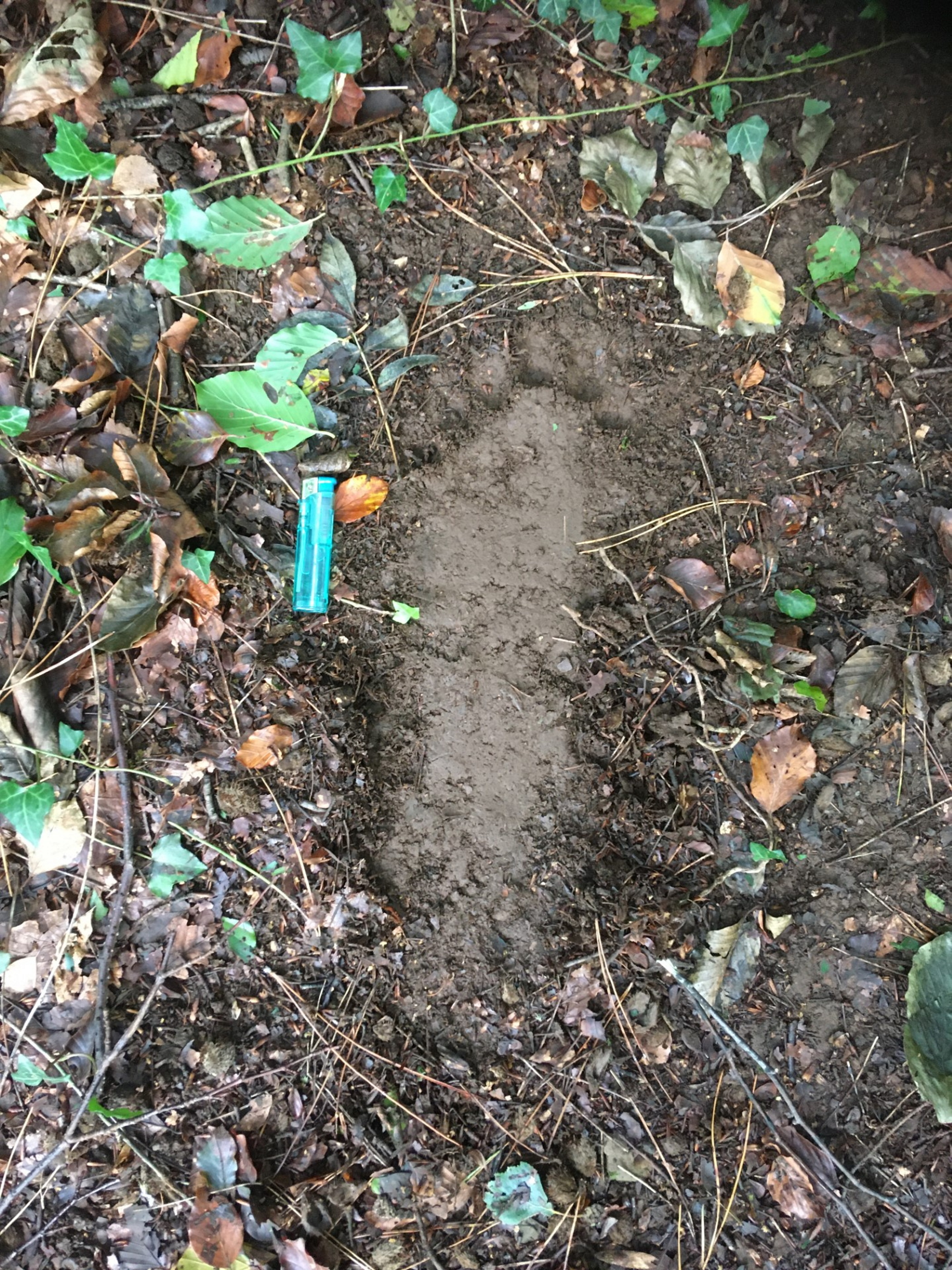 Large footprints that have been discovered in a remote woodland could belong to Bigfoot, paranormal experts claim. Image: SWNS