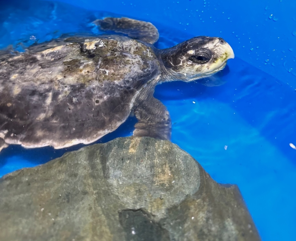 Rhossi the juvenile Kemps Ridley tropical turtle found on Rhosneigr beach (Image Anglesey Sea Zoo)