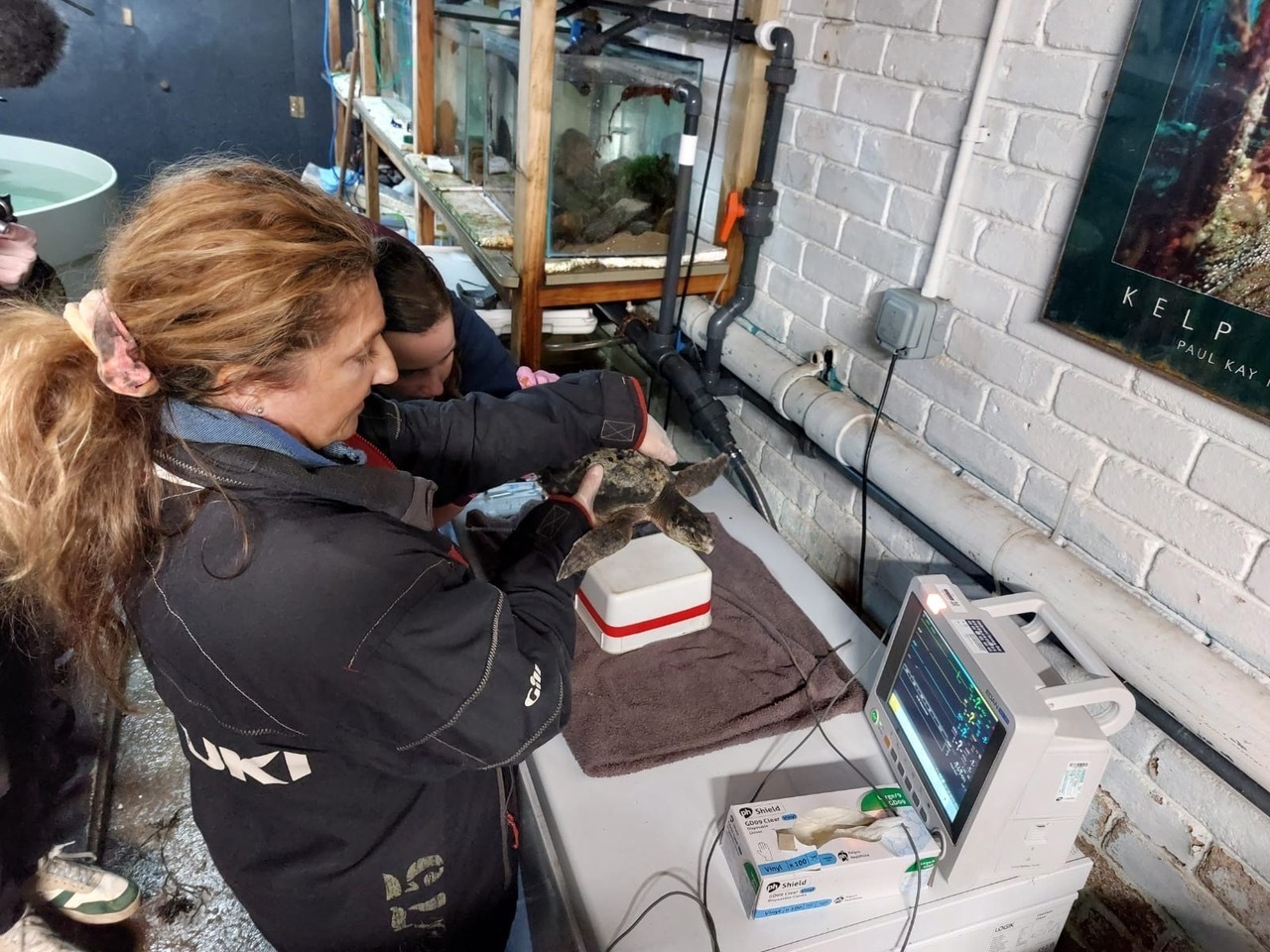 Rhossi with Frankie Hobro undergoes a vet Inspection (Image Anglesey Sea Zoo) 