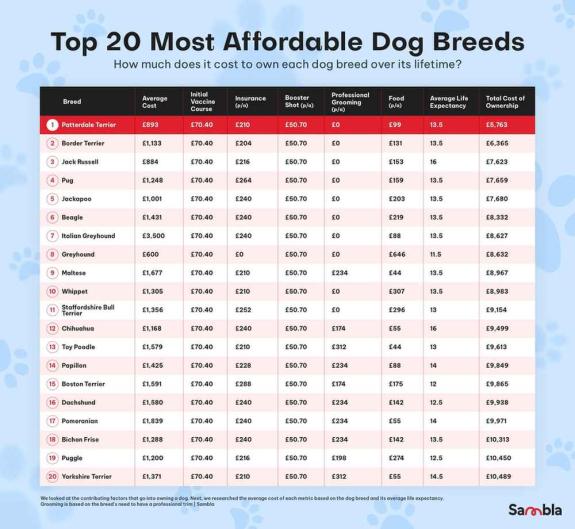 Rhyl Journal: Patterdale Terrier is the most affordable dog breed to own over its lifetime. ( Sambla) Rhyl Journal: Patterdale Terrier is the most affordable dog breed to own over its lifetime. ( Sambla)