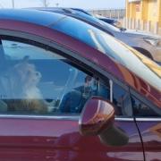 This hilarious video shows an impatient dog honking a car horn - while it waits for its owner to return from the shop.