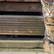Cat owners will be affected by a new law from the start of next year