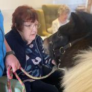Resident Jo meets 'Sparkle' the miniature Shetland pony.
