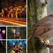 A selection of Christmas photos from Camera Club members.