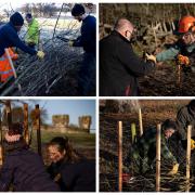 Volunteers hedge laying at Bodelwyddan Castle grounds.