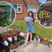 Lily and her plant sale. Inset: The array of flowers.