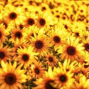 Delwyn Ellis took this photo of sunflowers.