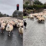 Sheep being escorted down the street in Rhuddlan