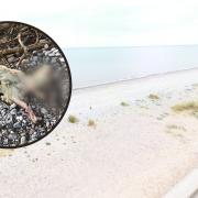 Kinmel Bay Beach. Inset: The dead sheep on the beach