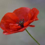 The red poppy is a symbol of both Remembrance and hope