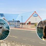 SeaQuarium, Rhyl. Inset: Seals at the SeaQuarium