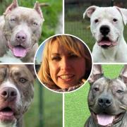 Centre: Nicky Owen and clockwise from top left: Buttercup, Enzo, Stitch and Butch (All images: NCAR)