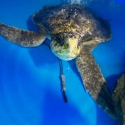 Rhossi is in recovery - the rare Kemps Ridley turtle is a little fighter and looks set to survive say Anglesey Sea Zoo Team. The centre needs help to raise funds.  (Image Anglesey Sea Zoo)