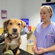 The RSPCA has revealed re-homing figures on the year of its 200th birthday.