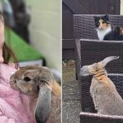 L: 10-year-old Grace with Daisy the rabbit. R: Nula and Daisy