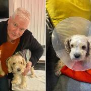 L: Roger Capper with Toby. R: Toby during his recovery