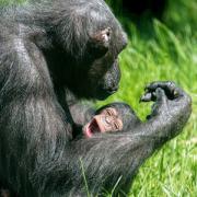 Chimpanzee mum with her baby!