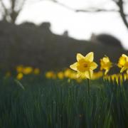 Daffodils on the Wales Costal Path