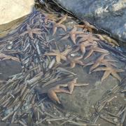 There were lots of dead starfish in the water pools