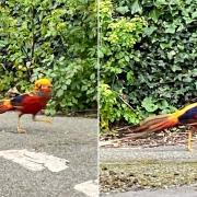 The golden pheasant in Dyserth