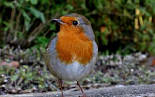 Bird spotting: best bird food to attract wildlife to UK gardens in nesting season. (PA)