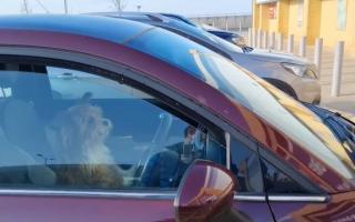 This hilarious video shows an impatient dog honking a car horn - while it waits for its owner to return from the shop.