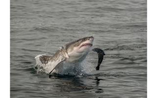 Marine experts have suggested great white sharks might be spotted off UK coastlines soon