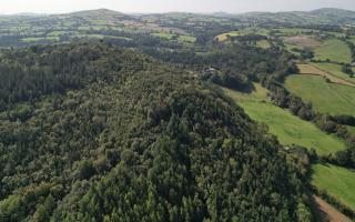 Abergele Woods is on the market with Goldcrest Land & Forestry Group