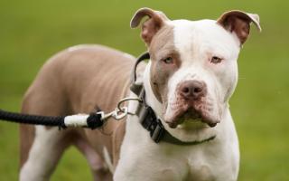 A ban on XL Bully dogs came into force in England and Wales in 2023 and Scotland will follow in August 2024.