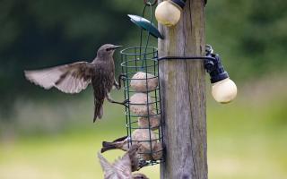 Birds at a bird feeder. Image: DCC