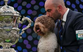 Orca the Lagotto Romagnolo from Croatia won the Best in Show competition in the gundog group on the fourth day of Crufts in 2023