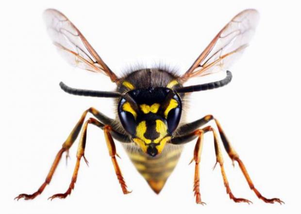 Rhyl Journal: A wasp